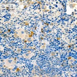 Anti-Bcl10 Rabbit pAb