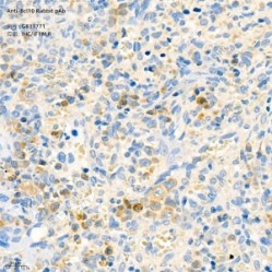 Anti-Bcl10 Rabbit pAb