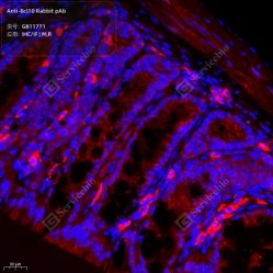 Anti-Bcl10 Rabbit pAb