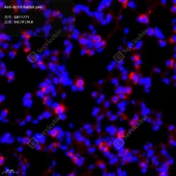 Anti-Bcl10 Rabbit pAb
