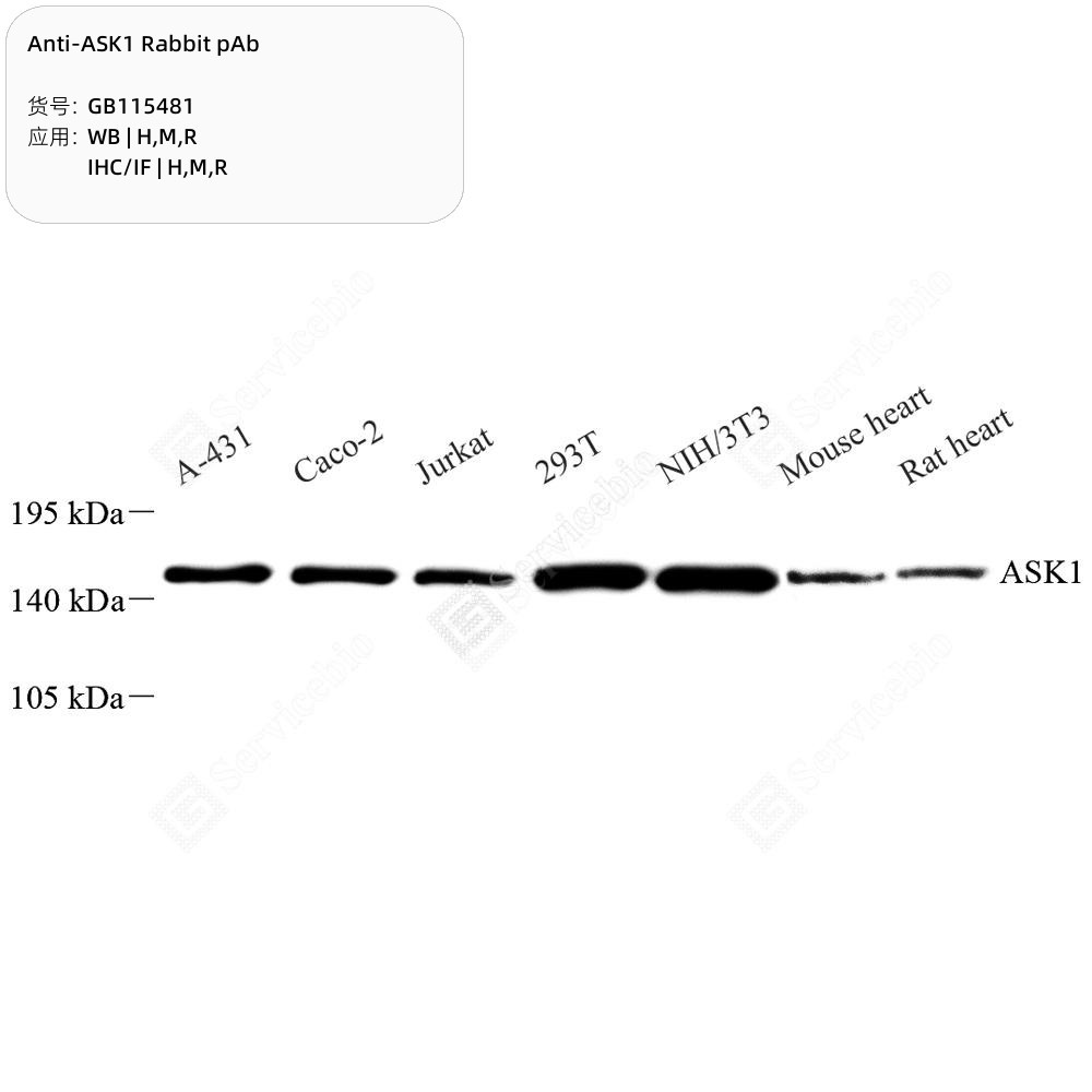 Anti-ASK1 Rabbit pAb