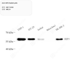 Anti-RIP3 Rabbit pAb