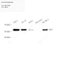 Anti-RIP3 Rabbit pAb