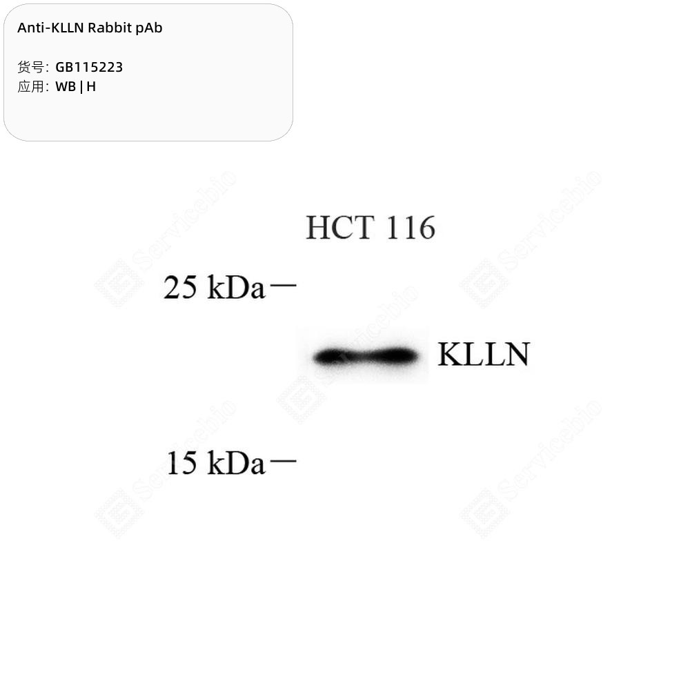 Anti-KLLN Rabbit pAb