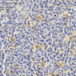 Anti-TMS1/ASC Rabbit pAb