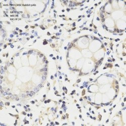 Anti-TMS1/ASC Rabbit pAb