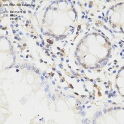 Anti-TMS1/ASC Rabbit pAb
