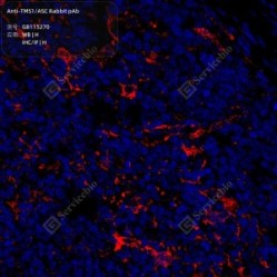 Anti-TMS1/ASC Rabbit pAb