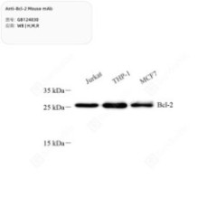 Anti-Bcl-2 Mouse mAb