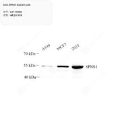 Anti-SPNS1 Rabbit pAb