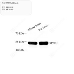Anti-SPNS1 Rabbit pAb