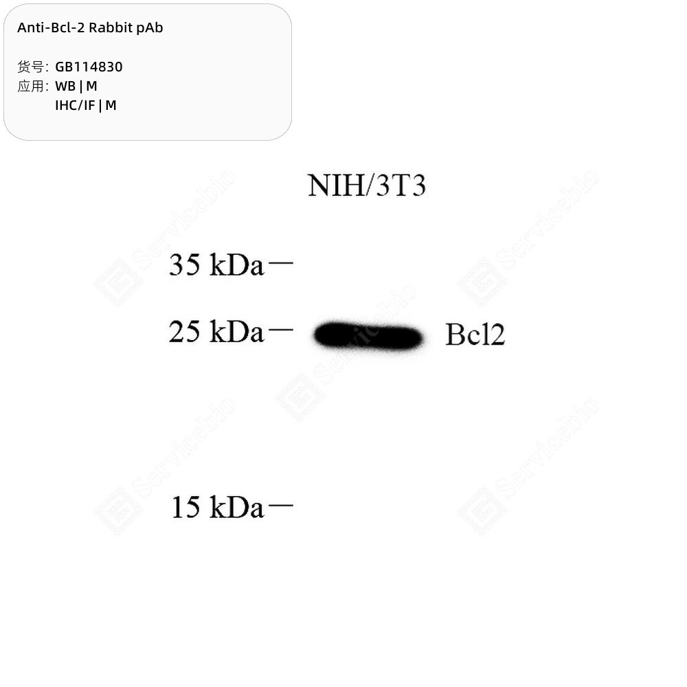 Anti-Bcl-2 Rabbit pAb