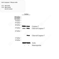 Anti-Caspase-7 Mouse mAb