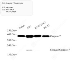 Anti-Caspase-7 Mouse mAb