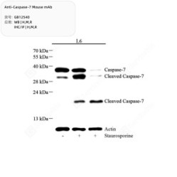 Anti-Caspase-7 Mouse mAb