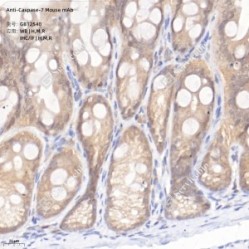 Anti-Caspase-7 Mouse mAb