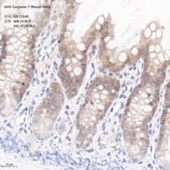 Anti-Caspase-7 Mouse mAb