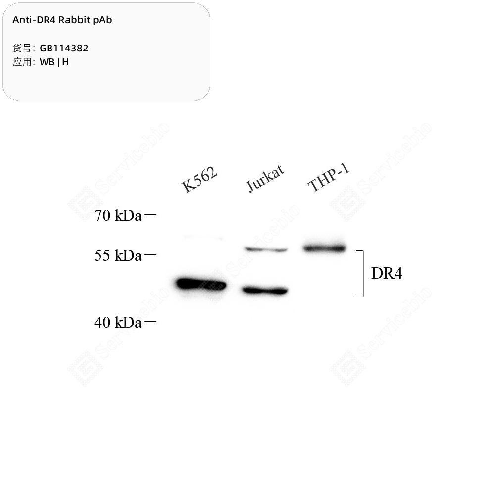 Anti-DR4 Rabbit pAb