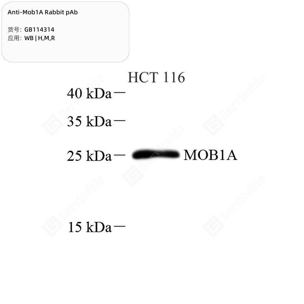 Anti-Mob1A Rabbit pAb