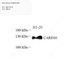 Anti-Carma 3 Rabbit pAb