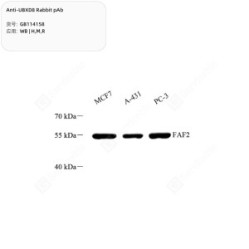 Anti-UBXD8 Rabbit pAb