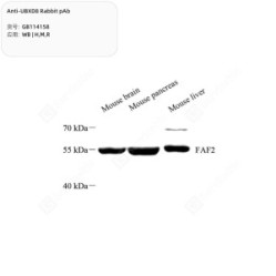 Anti-UBXD8 Rabbit pAb