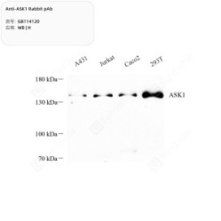 Anti-ASK1 Rabbit pAb