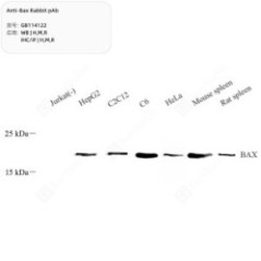 Anti-Bax Rabbit pAb