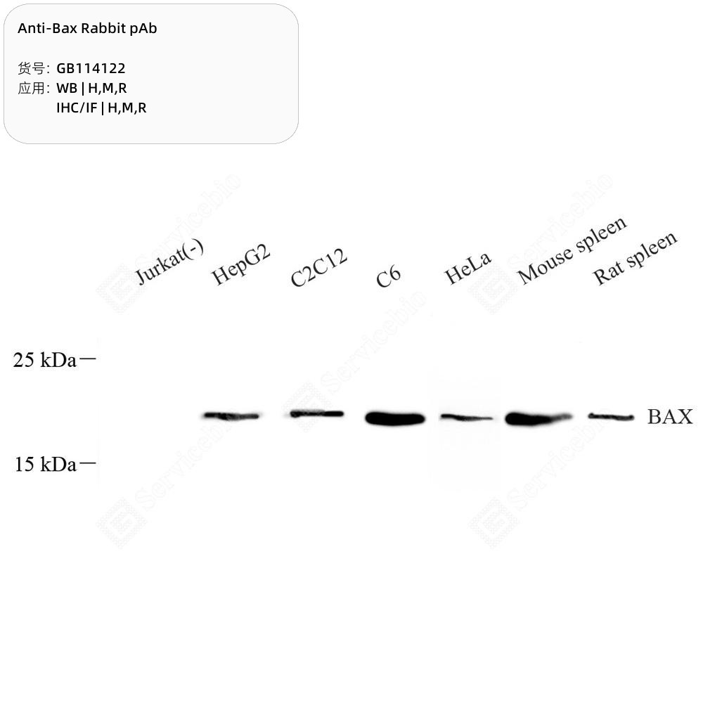 Anti-Bax Rabbit pAb