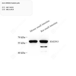 Anti-RMDN3 Rabbit pAb