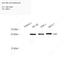 Anti-TMS1/ASC Rabbit pAb