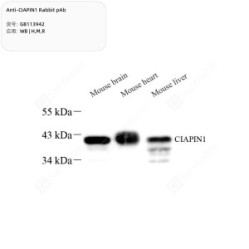 Anti-CIAPIN1 Rabbit pAb