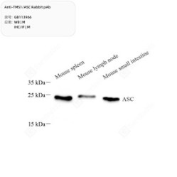 Anti-TMS1/ASC Rabbit pAb