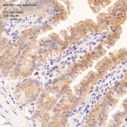 Anti-TMS1/ASC Rabbit pAb