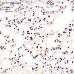 Anti-TMS1/ASC Rabbit pAb