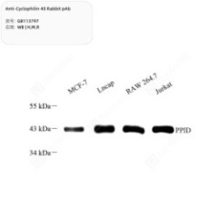 Anti-Cyclophilin 40 Rabbit pAb