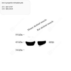 Anti-Cyclophilin 40 Rabbit pAb