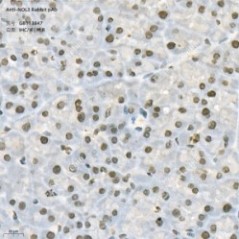 Anti-NOL3 Rabbit pAb