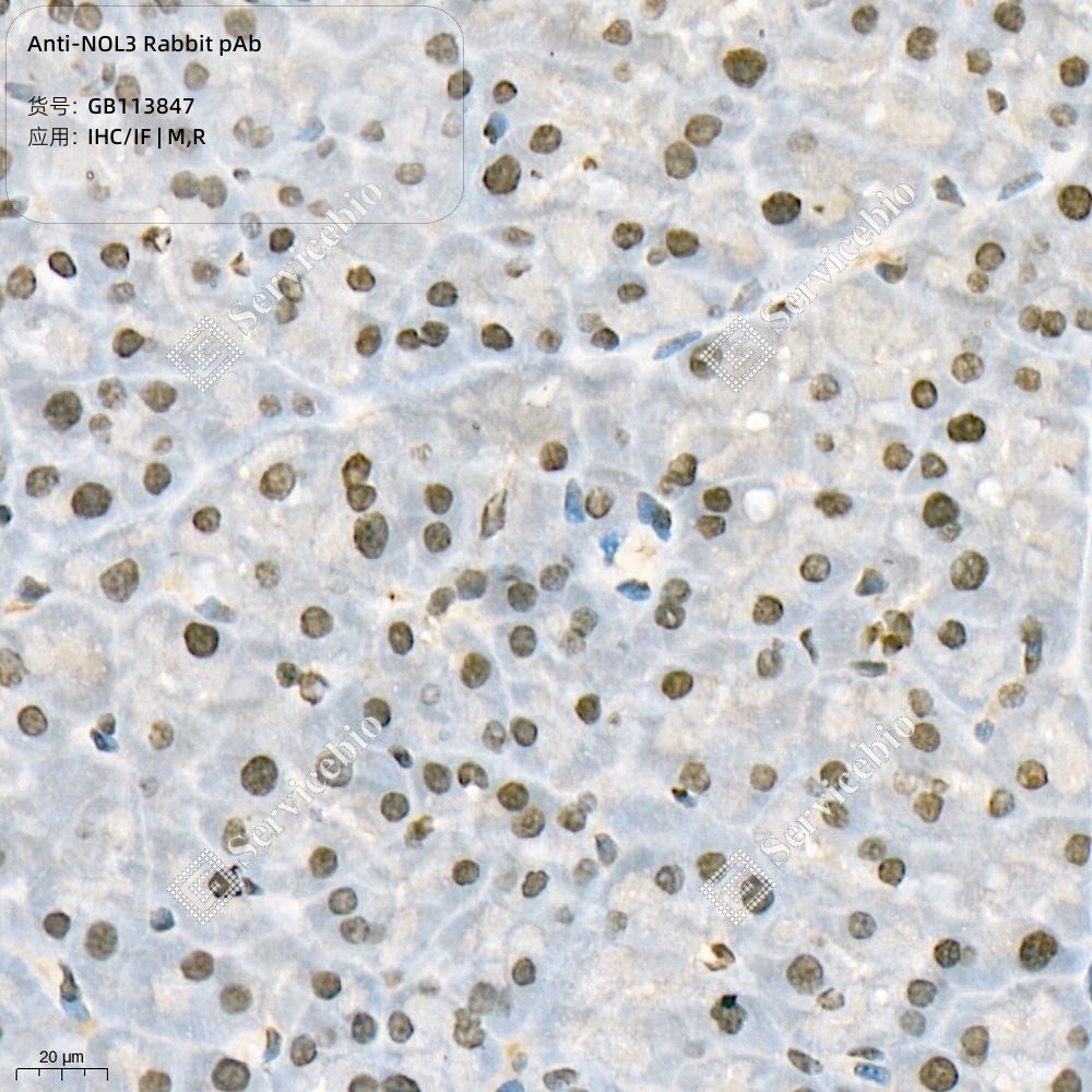 Anti-NOL3 Rabbit pAb