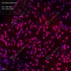 Anti-NOL3 Rabbit pAb