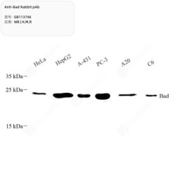 Anti-Bad Rabbit pAb
