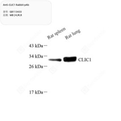 Anti-CLIC1 Rabbit pAb
