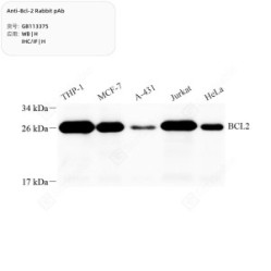 Anti-Bcl-2 Rabbit pAb
