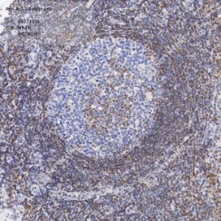 Anti-Bcl-2 Rabbit pAb