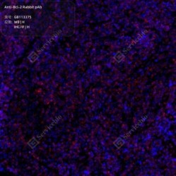 Anti-Bcl-2 Rabbit pAb