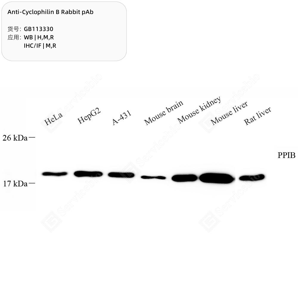 Anti-Cyclophilin B Rabbit pAb