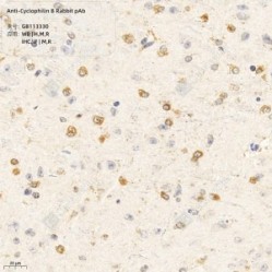 Anti-Cyclophilin B Rabbit pAb