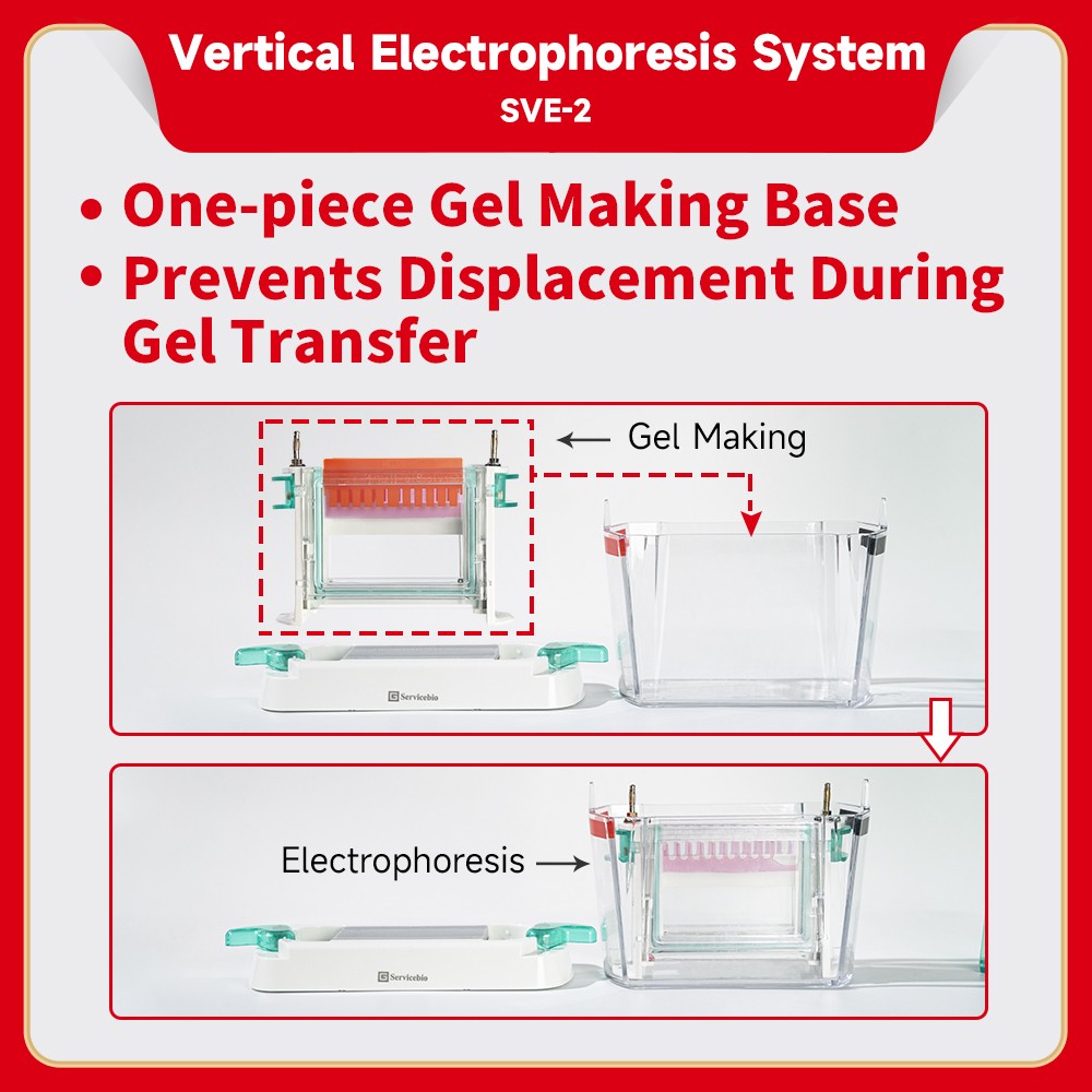 Electrophoresis System (Vertical)