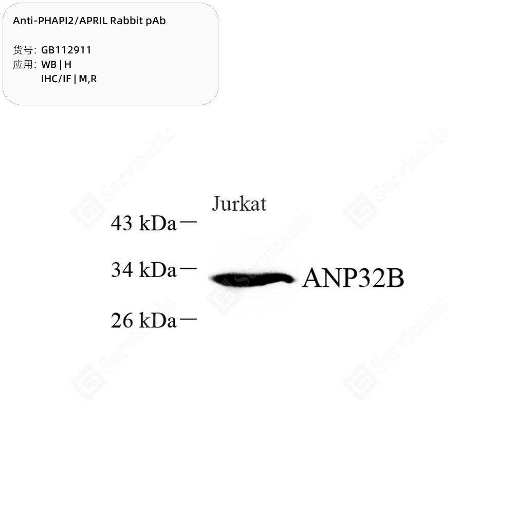 Anti-PHAPI2/APRIL Rabbit pAb