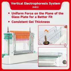 Electrophoresis System (Vertical)